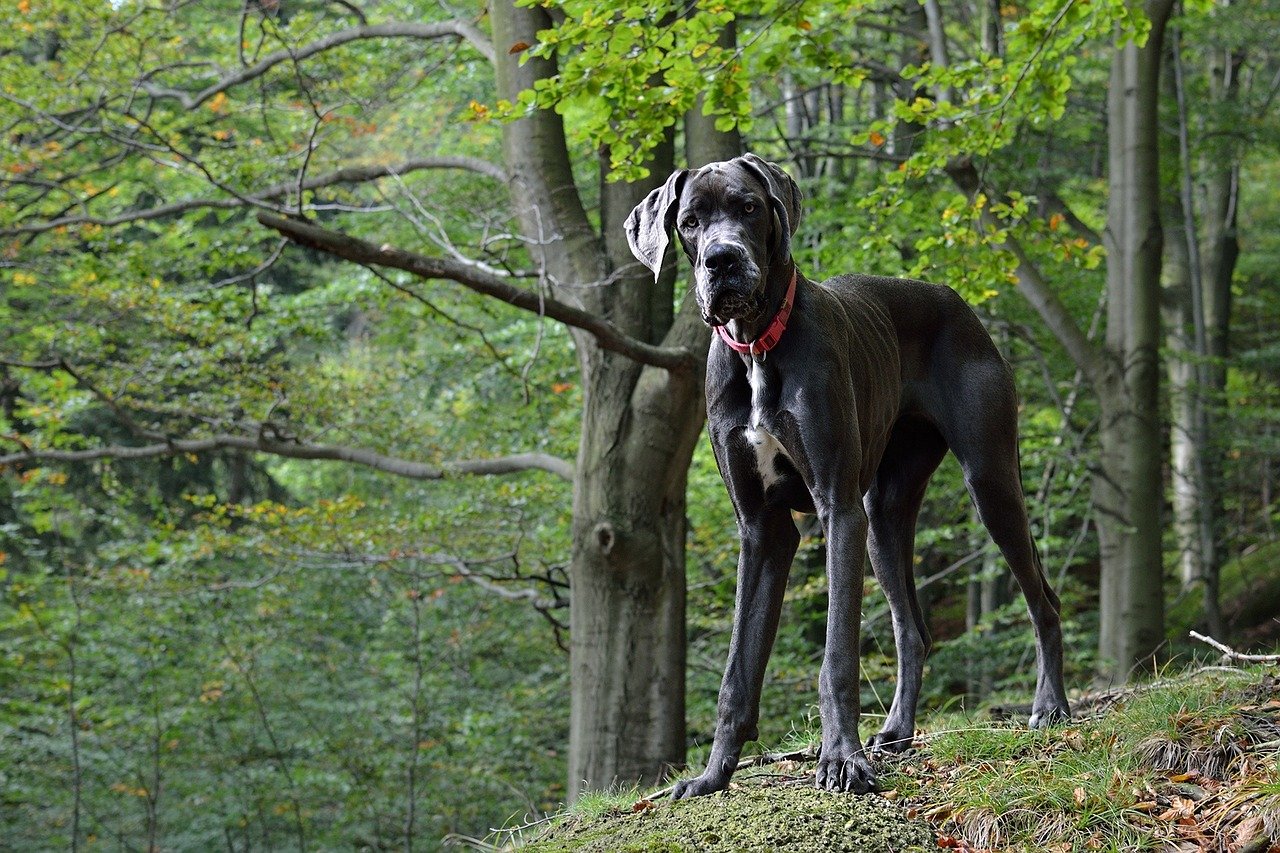 Capricorn: The Steadfast Great Dane (image credits: pixabay)
