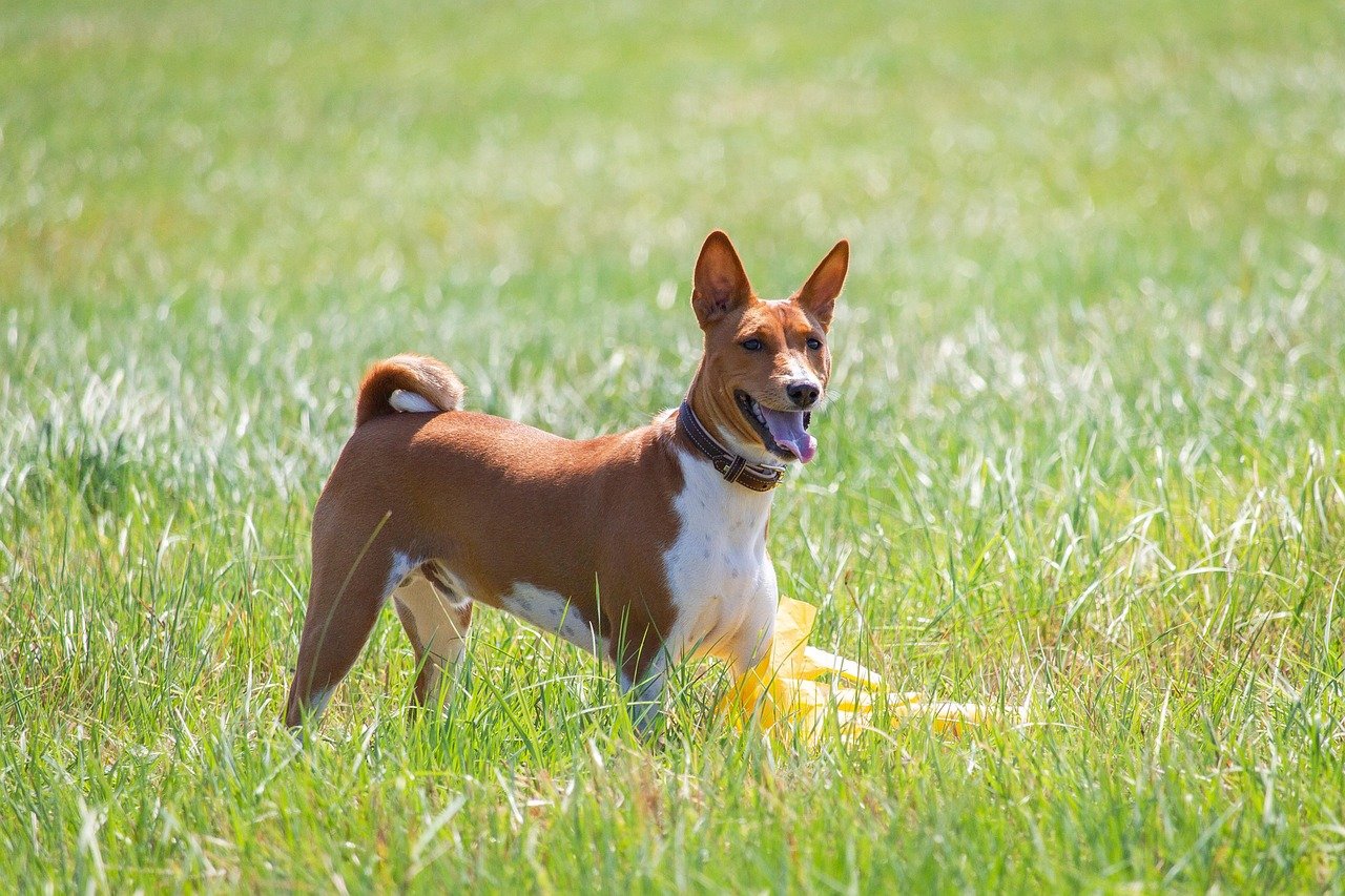 Aquarius: The Unique Basenji (image credits: pixabay)