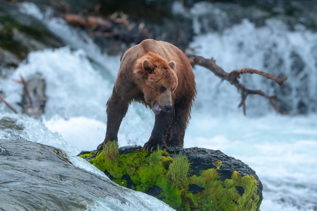 Aries: The Fearless Grizzly Bear (image credits: unsplash)