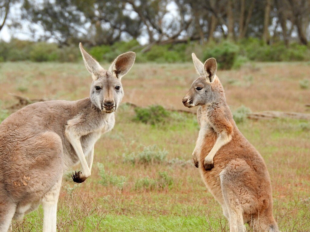 Cancer: The Protective Kangaroo (image credits: flickr)