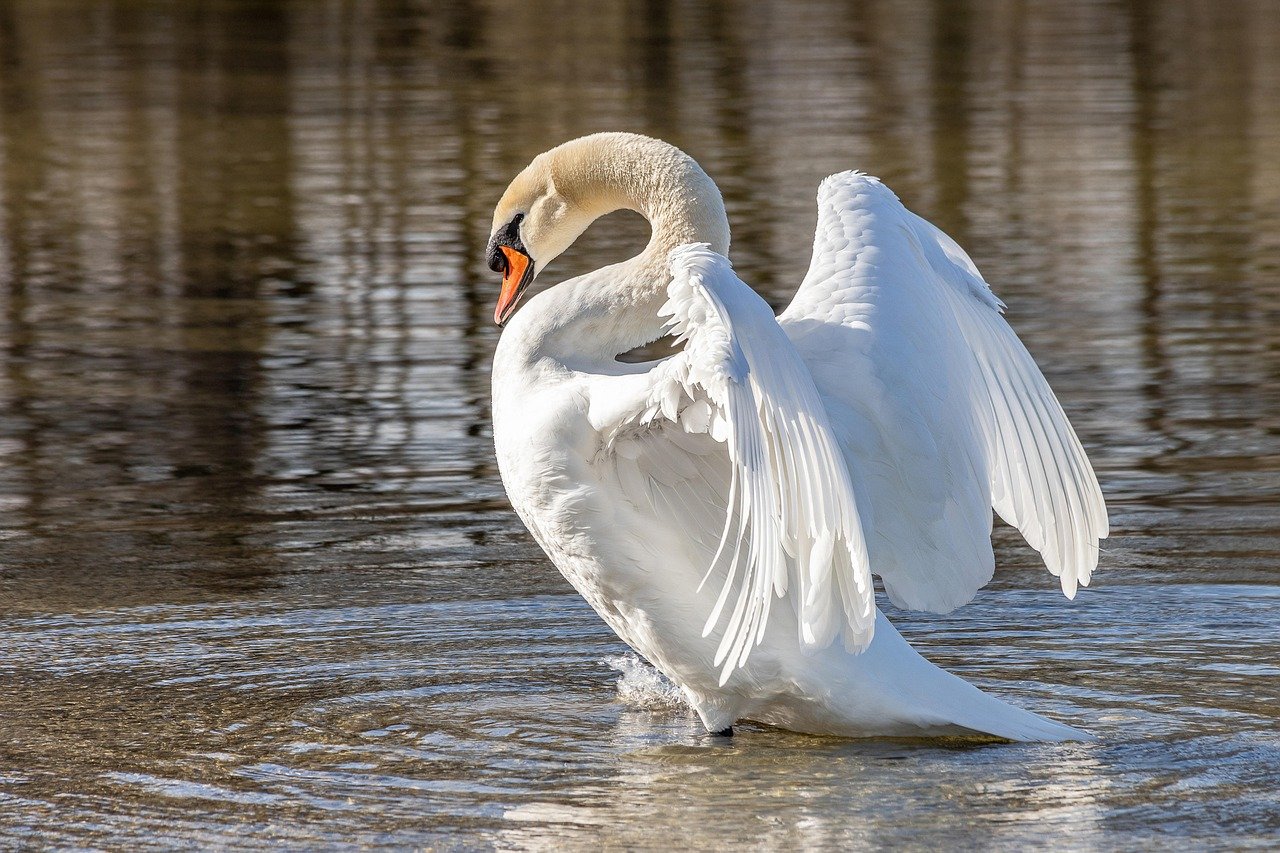 Libra: The Graceful Swan (image credits: pixabay)