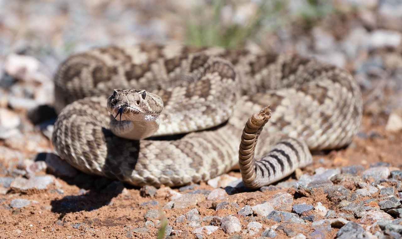 Scorpio: The Mysterious Rattlesnake (image credits: pixabay)