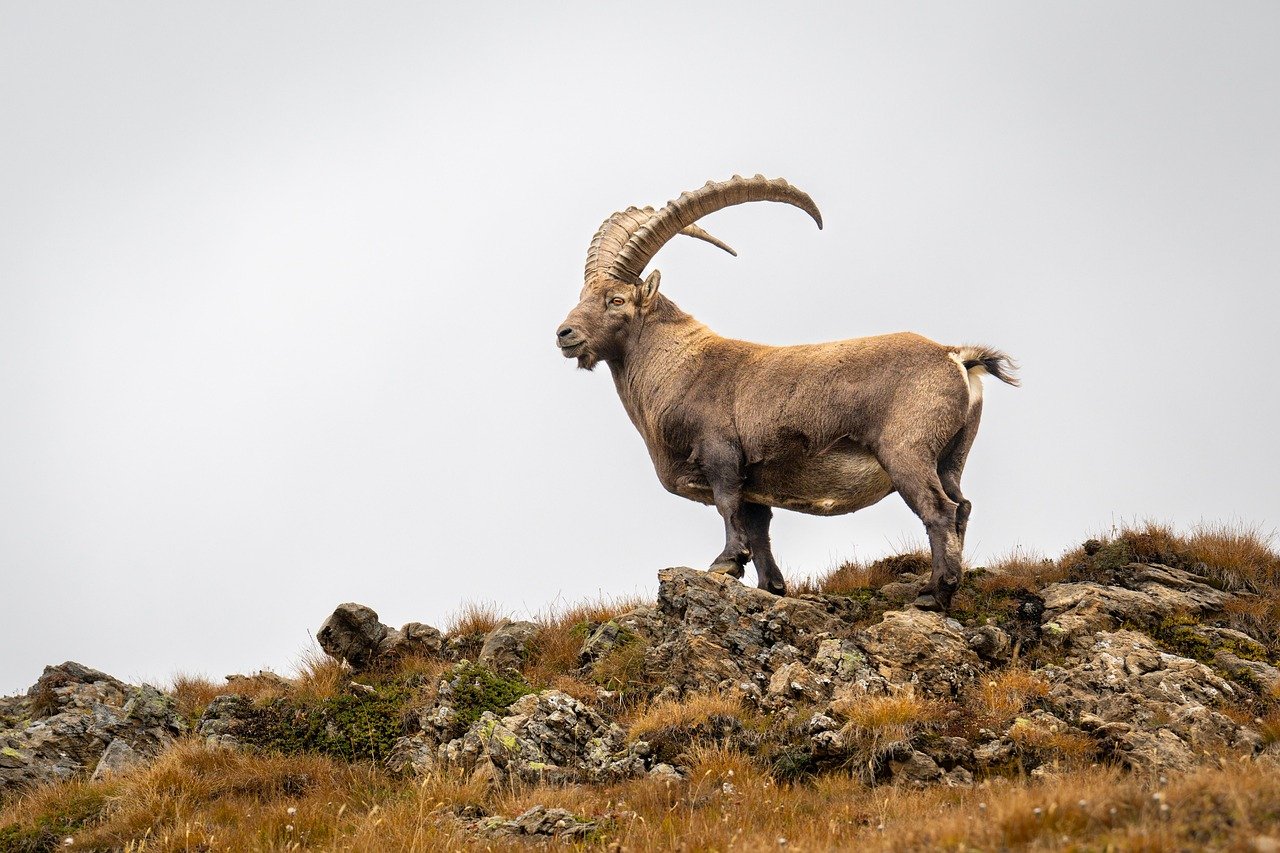Capricorn: The Determined Mountain Goat (image credits: pixabay)