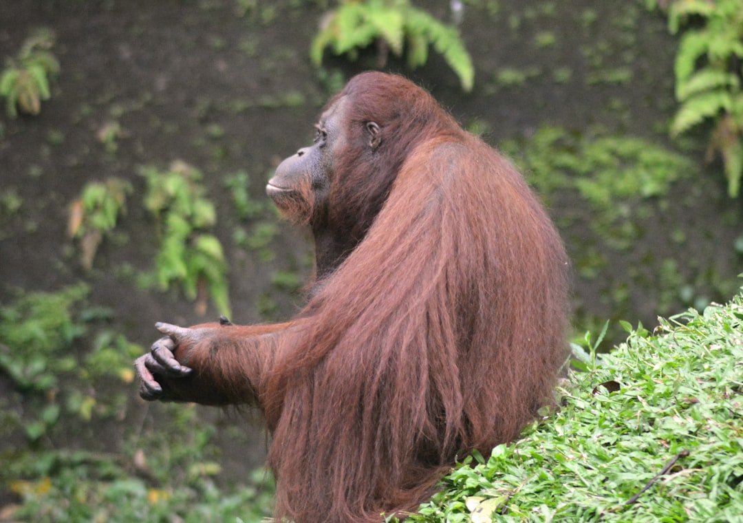 Aquarius: The Intelligent Orangutan (image credits: unsplash)
