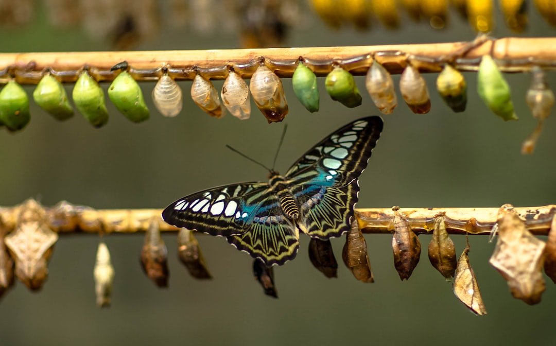 Pisces: The Transformative Butterfly (image credits: unsplash)