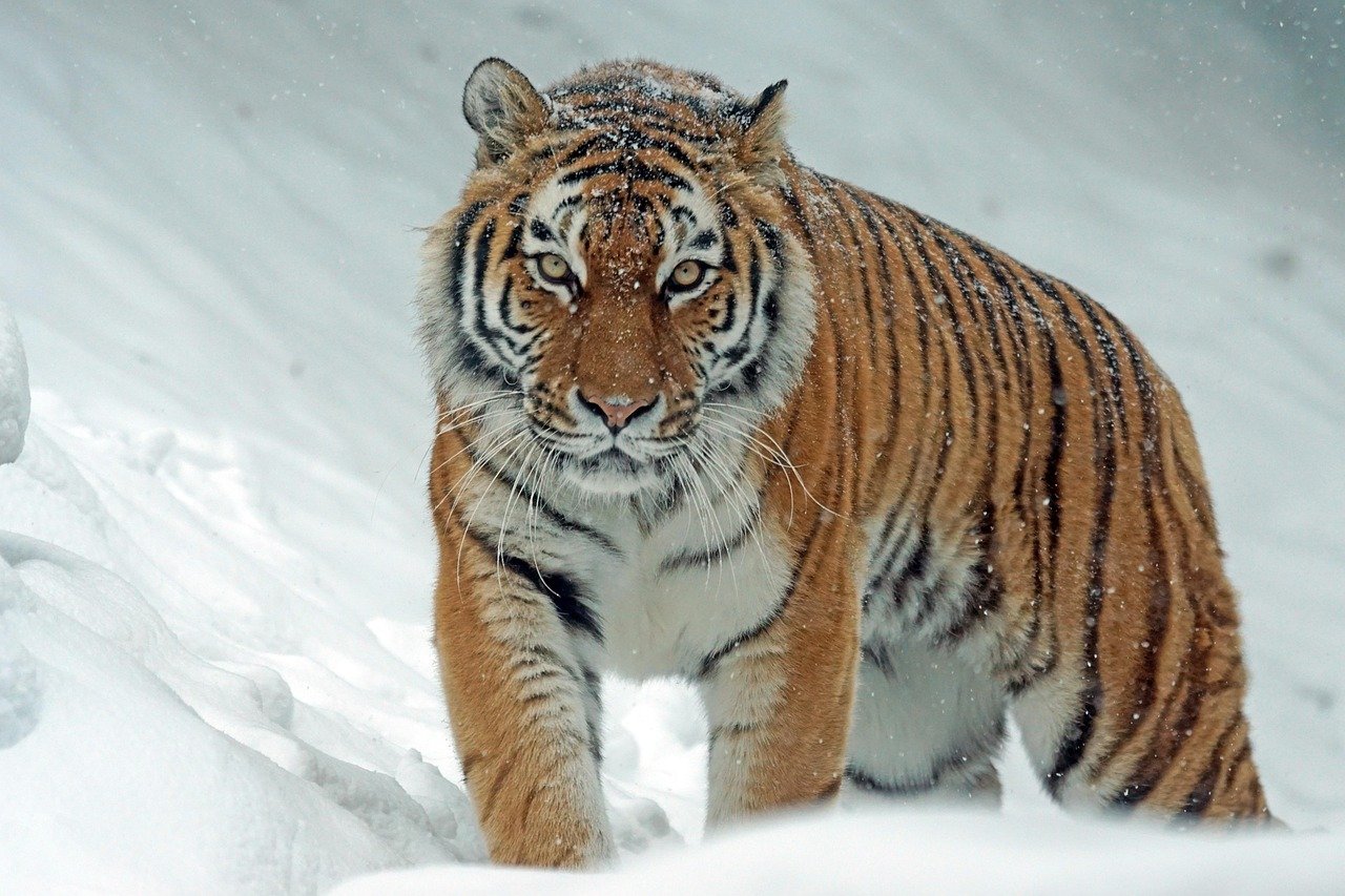 The Earthly King: Tiger (image credits: pixabay)