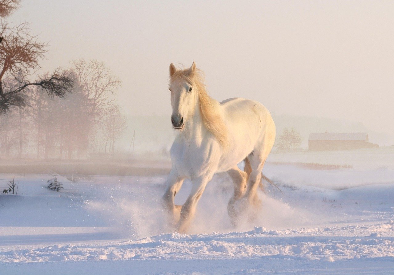 The Galloping Force: Horse (image credits: pixabay)