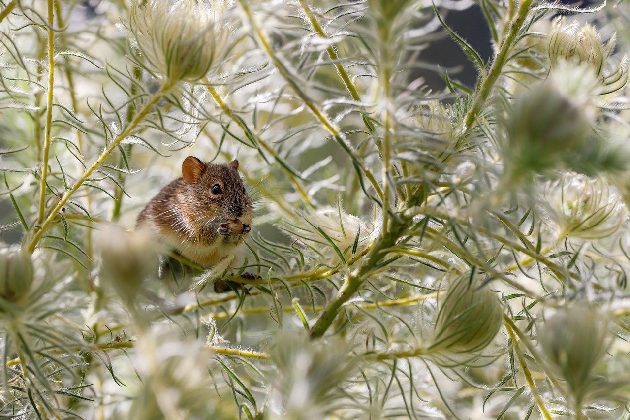 The Quick-Witted Rat: Rat (image credits: pixabay)