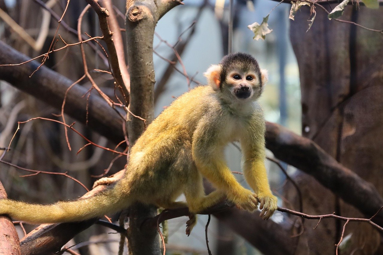 The Clever Monkey: Monkey (image credits: pixabay)