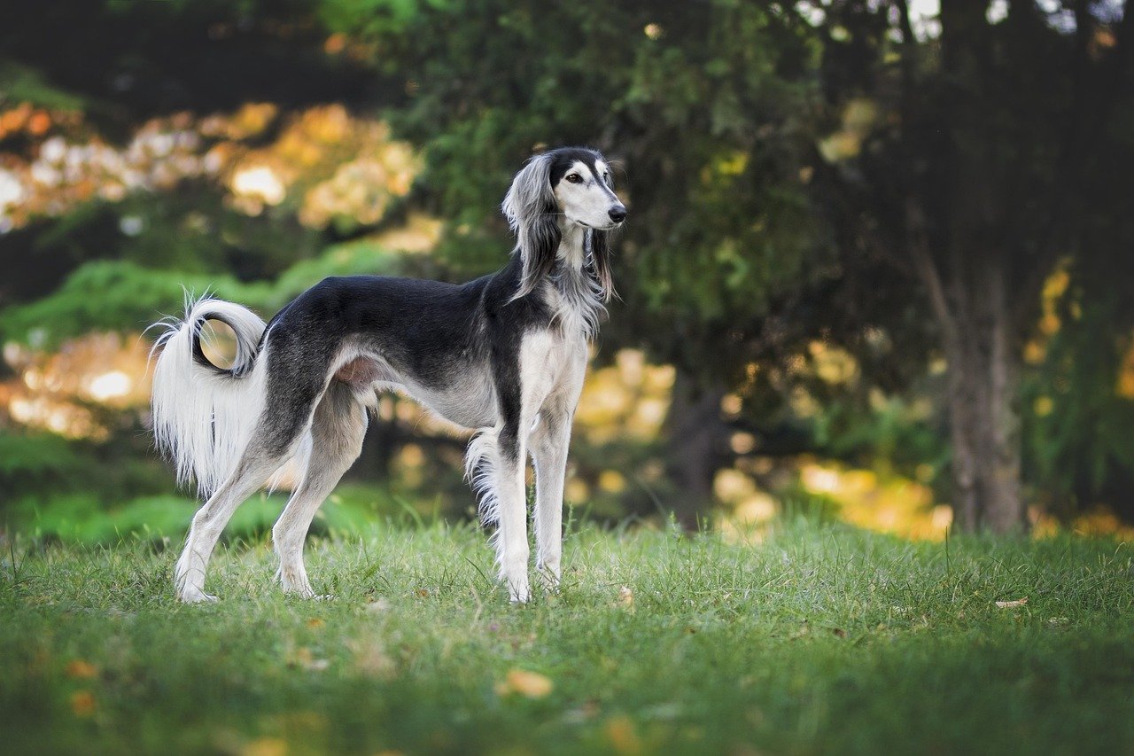 The Loyal Dog: Dog (image credits: pixabay)