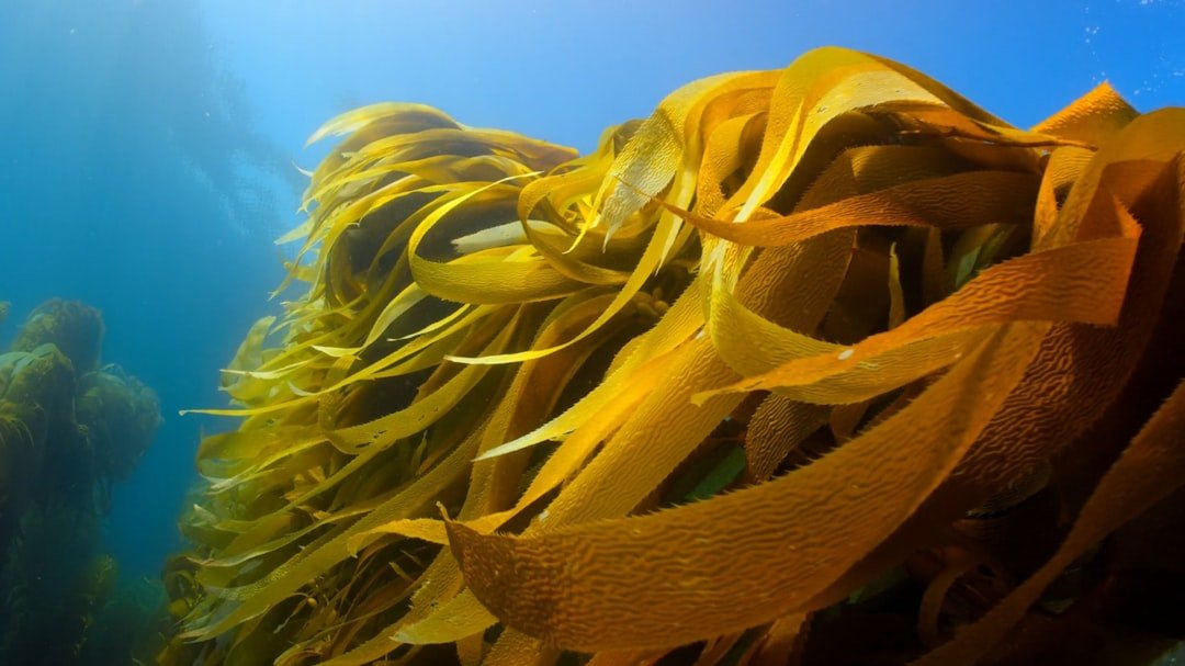 When Giants Fall - The Collapse of Northern California's Underwater Forests (image credits: unsplash)