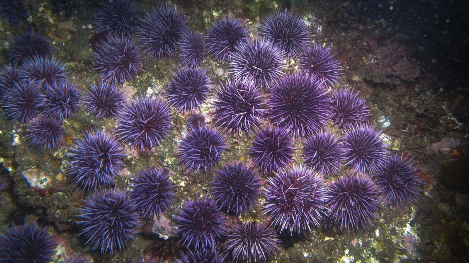The Purple Army That Devoured Paradise (image credits: wikimedia)