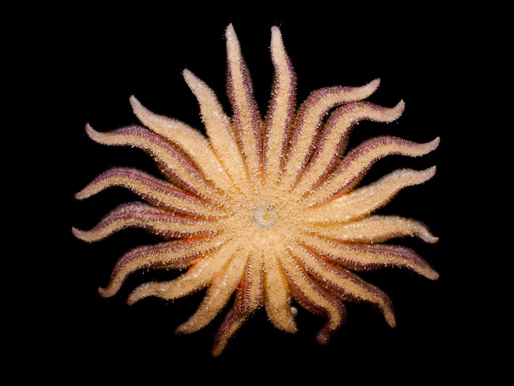 The Vanishing Guardians - When Sea Stars Wasted Away (image credits: flickr)
