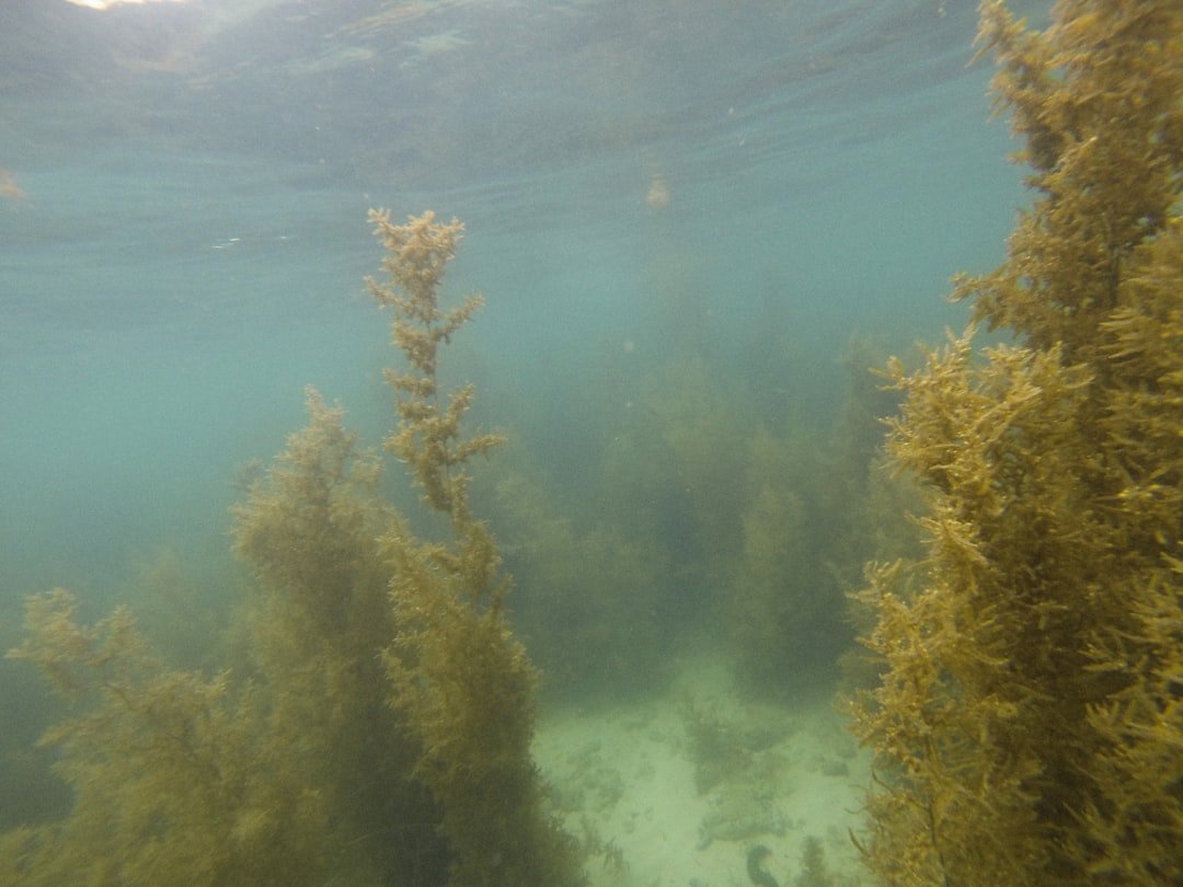 The Science of Oceanic Warming and Marine Life (image credits: unsplash)