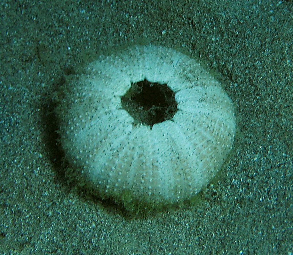 From Forest to Barren - The Zombie Urchin Phenomenon (image credits: flickr)