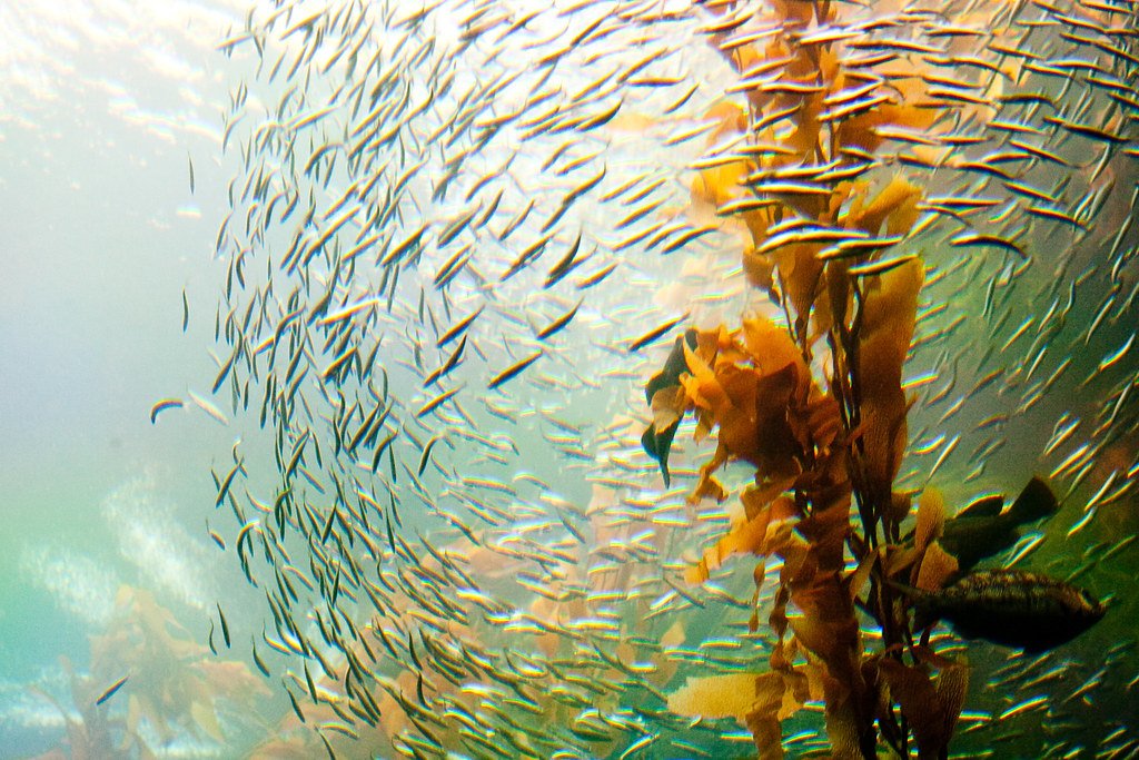 Restoration Efforts - The Race to Save What's Left (image credits: flickr)