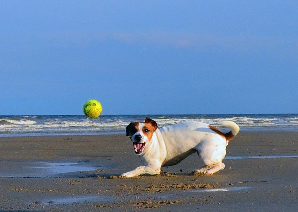 Aries: The High-Energy Jack Russell Terrier (image credits: wikimedia)
