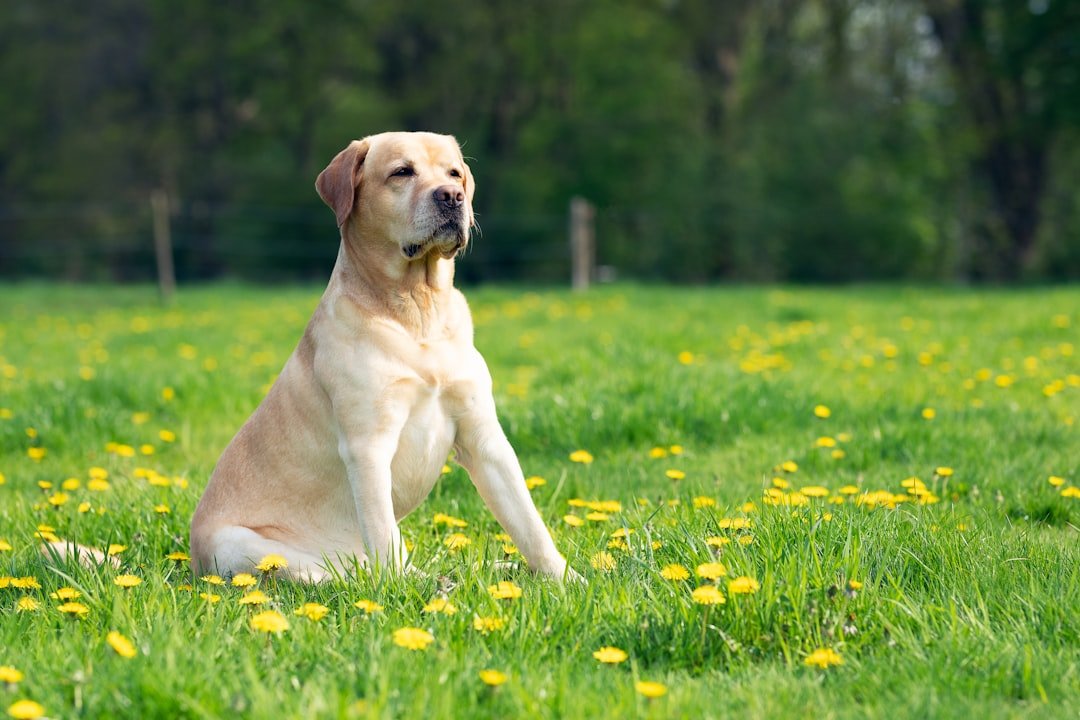 Taurus: The Gentle Giant Labrador Retriever (image credits: unsplash)