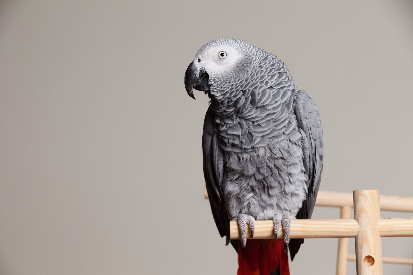 Gemini: The Chatty African Grey Parrot (image credits: wikimedia)