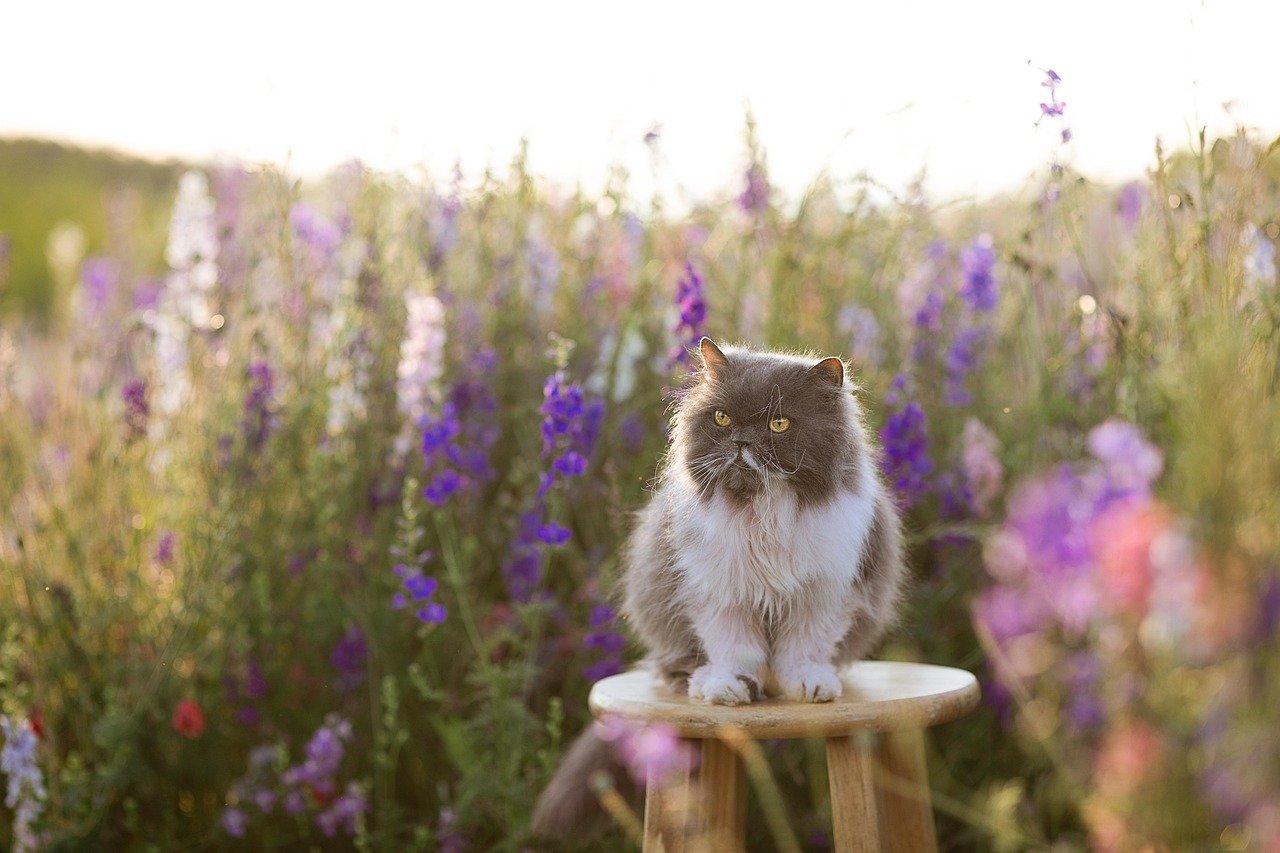 Cancer: The Nurturing Persian Cat (image credits: pixabay)