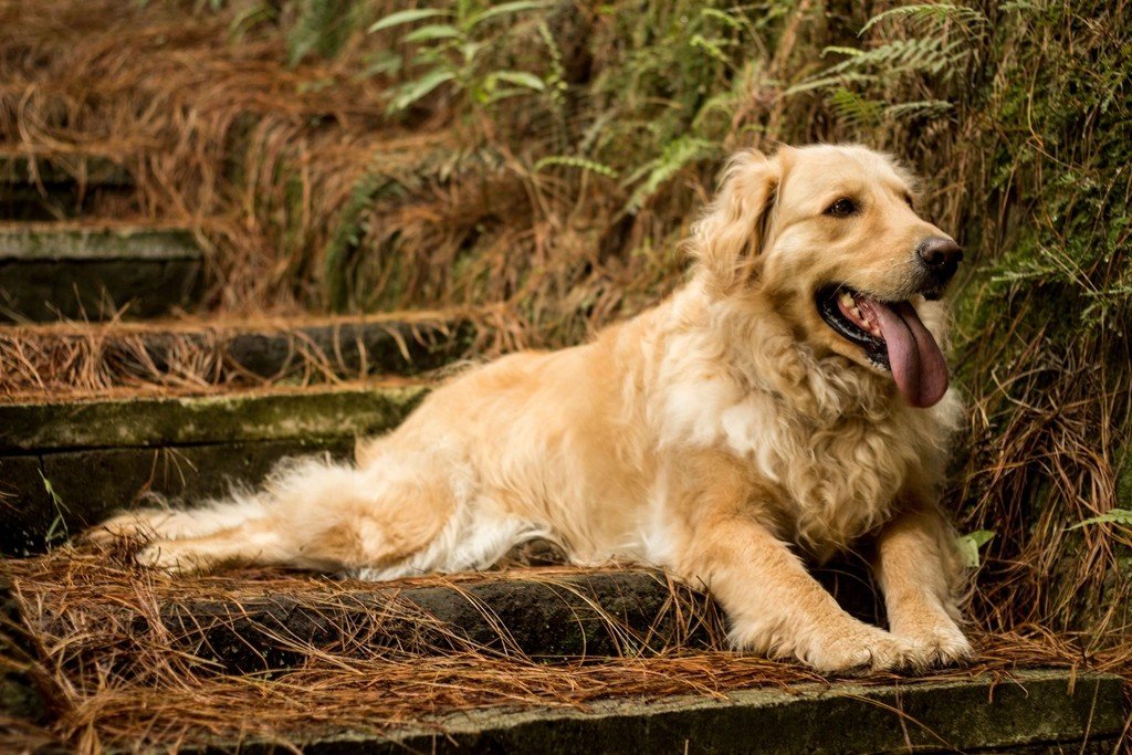 Leo: The Regal Golden Retriever (image credits: rawpixel)