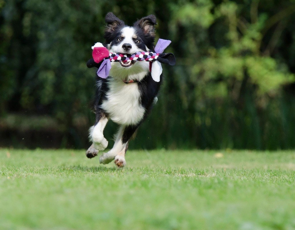 Virgo: The Methodical Border Collie (image credits: rawpixel)