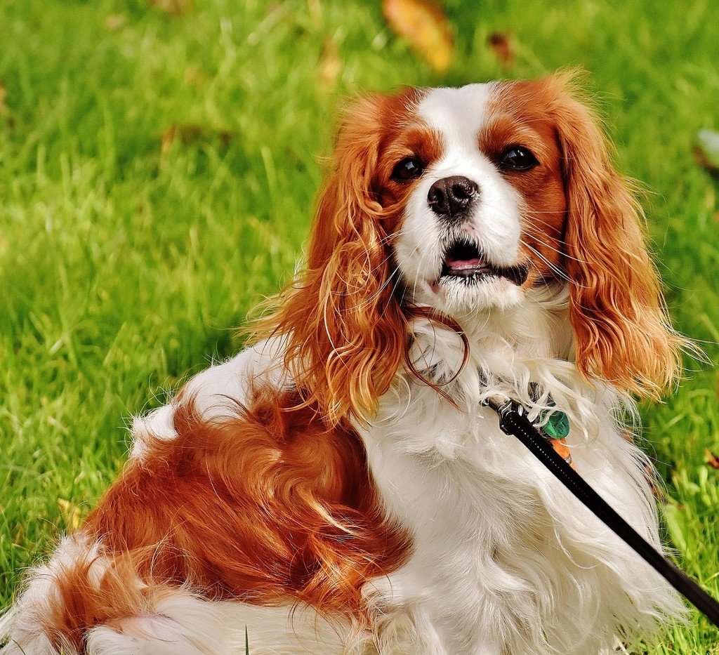 Libra: The Harmonious Cavalier King Charles Spaniel (image credits: rawpixel)