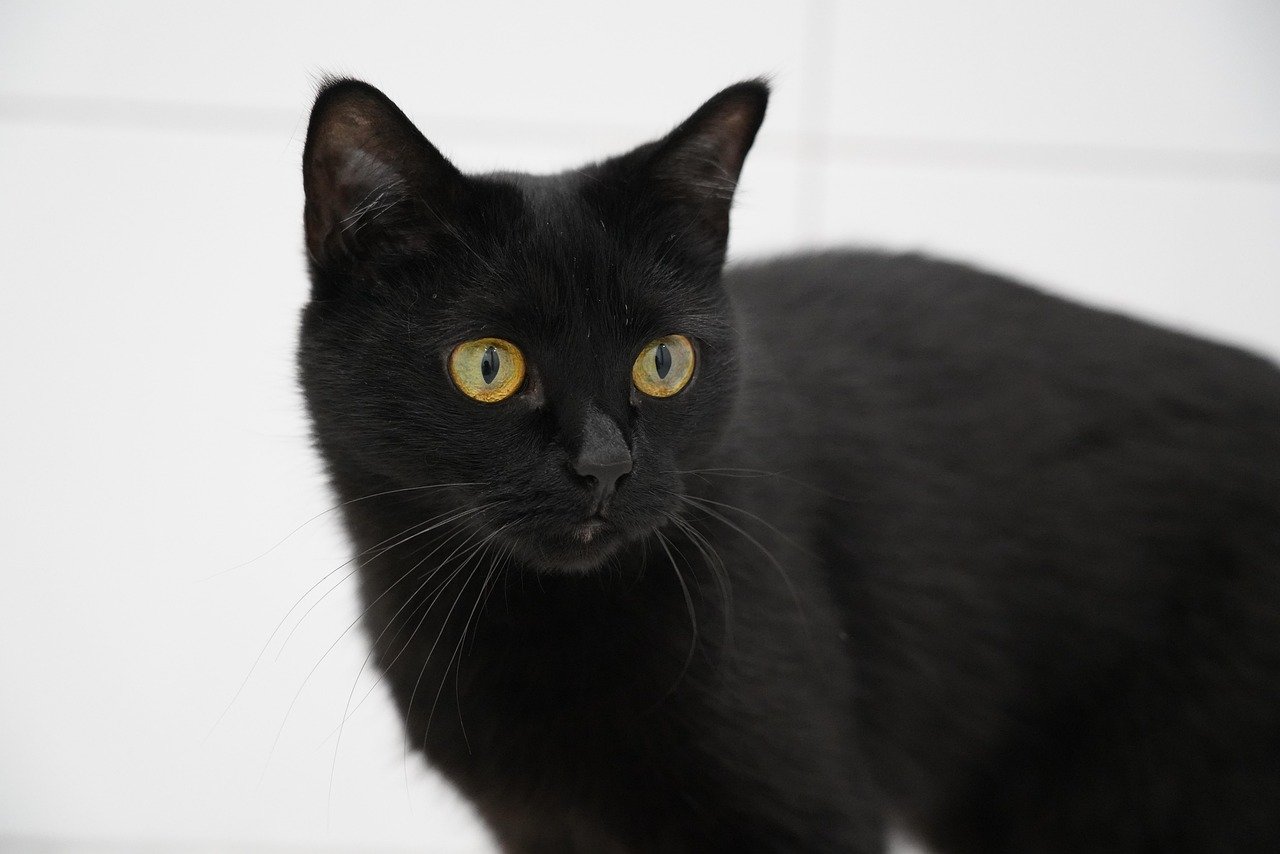 Scorpio: The Mysterious Black Cat (image credits: pixabay)
