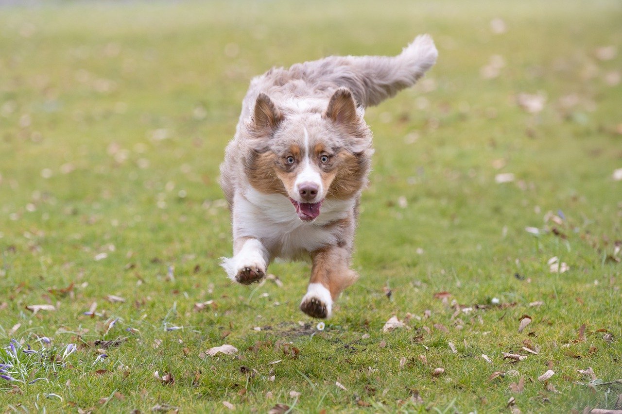 Sagittarius: The Adventurous Australian Shepherd (image credits: pixabay)