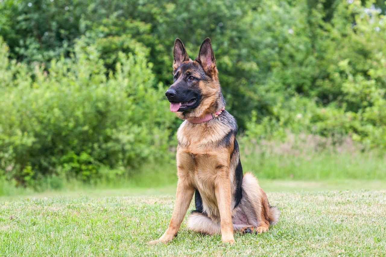 Capricorn: The Disciplined German Shepherd (image credits: pixabay)