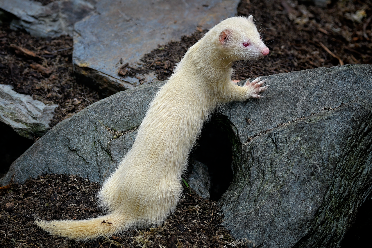 Aquarius: The Unique Ferret (image credits: pixabay)