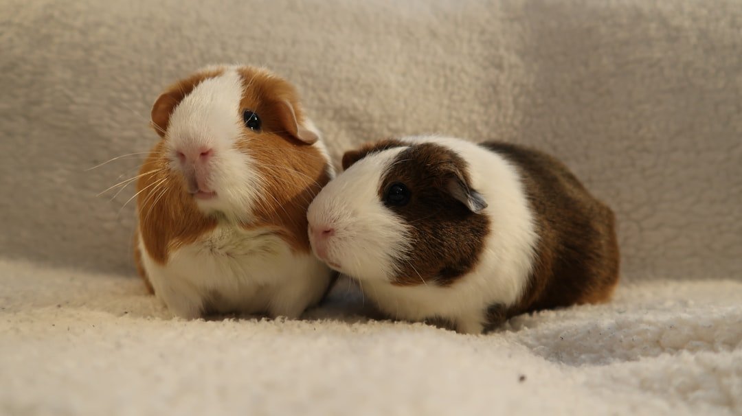 Pisces: The Gentle Guinea Pig (image credits: unsplash)