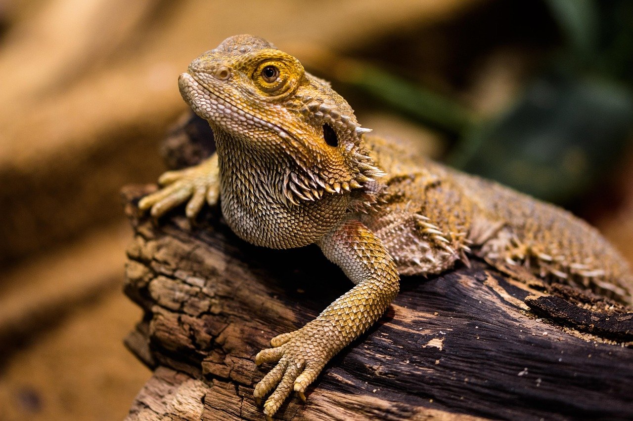 Aries (March 21 - April 19): The Bold Bearded Dragon (image credits: pixabay)