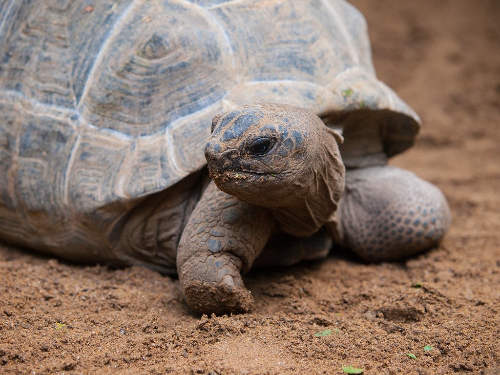 Taurus (April 20 - May 20): The Steady Tortoise (image credits: flickr)