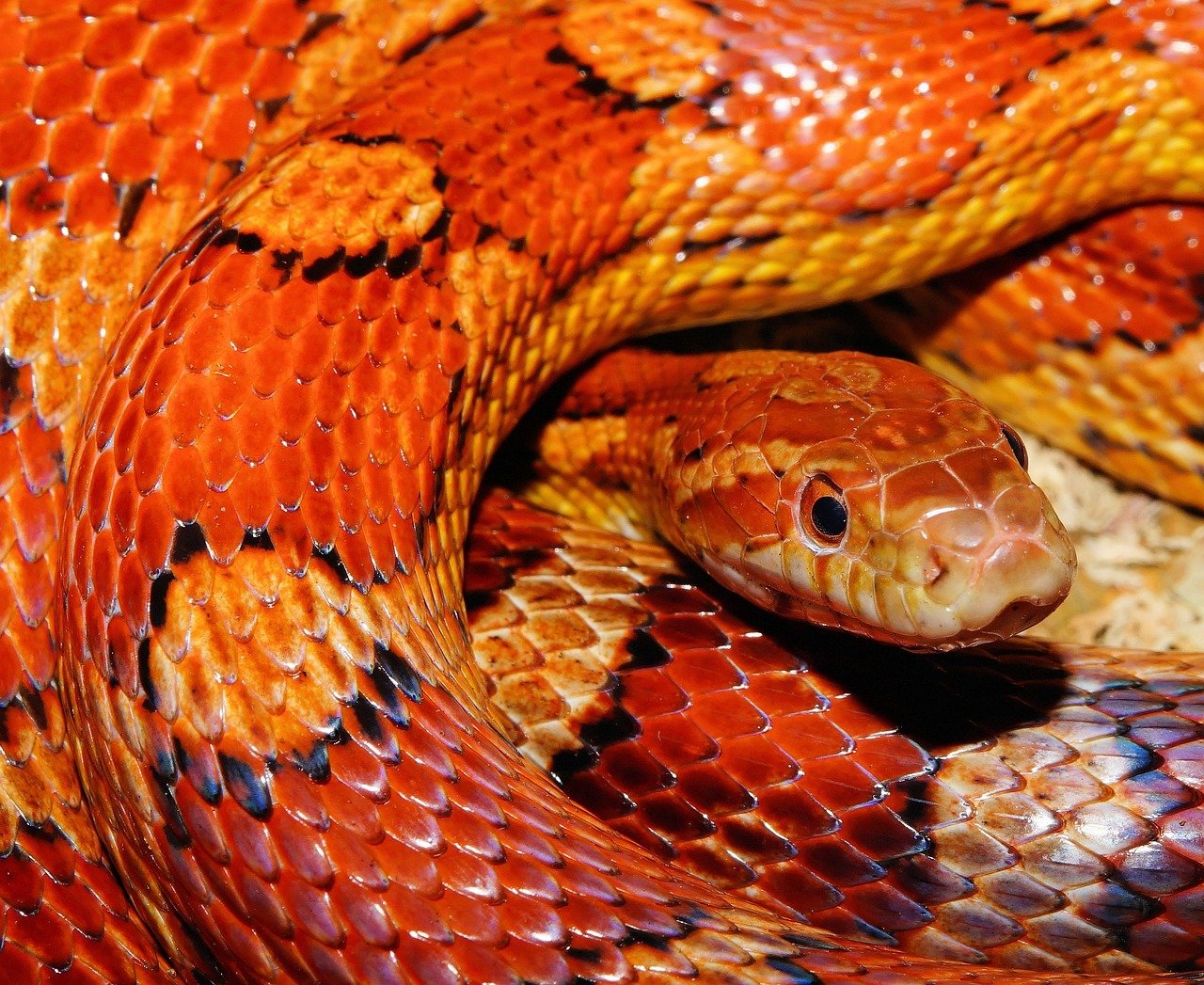 Gemini (May 21 - June 20): The Curious Corn Snake (image credits: pixabay)