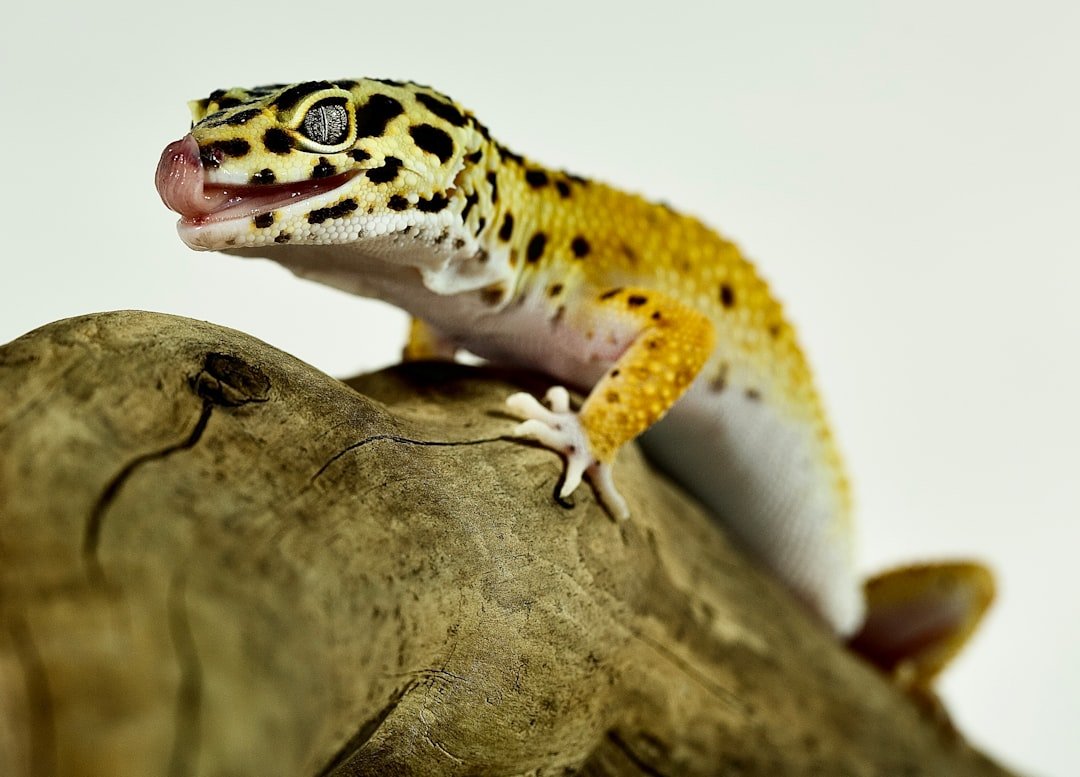 Cancer (June 21 - July 22): The Nurturing Leopard Gecko (image credits: unsplash)