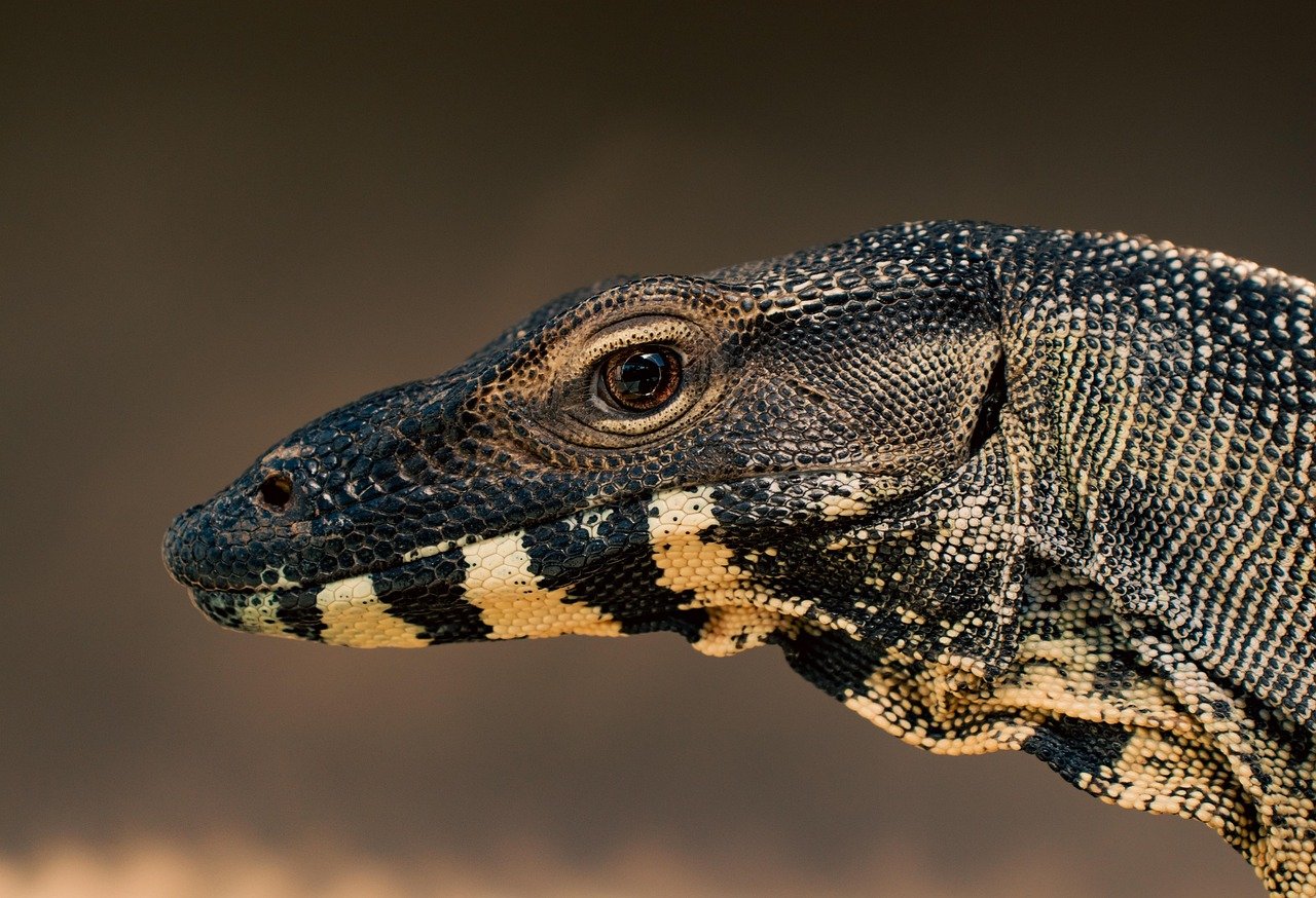 Leo (July 23 - August 22): The Magnificent Monitor Lizard (image credits: pixabay)