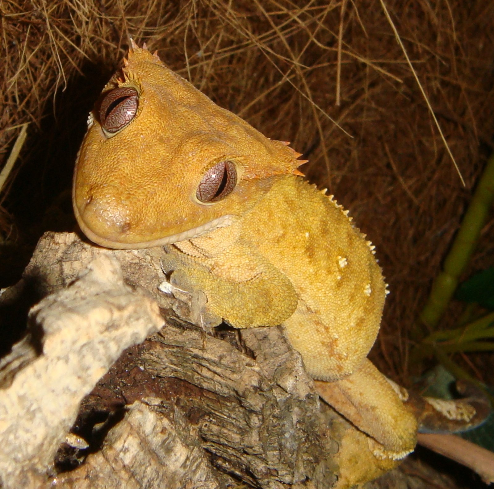 Libra (September 23 - October 22): The Harmonious Crested Gecko (image credits: wikimedia)