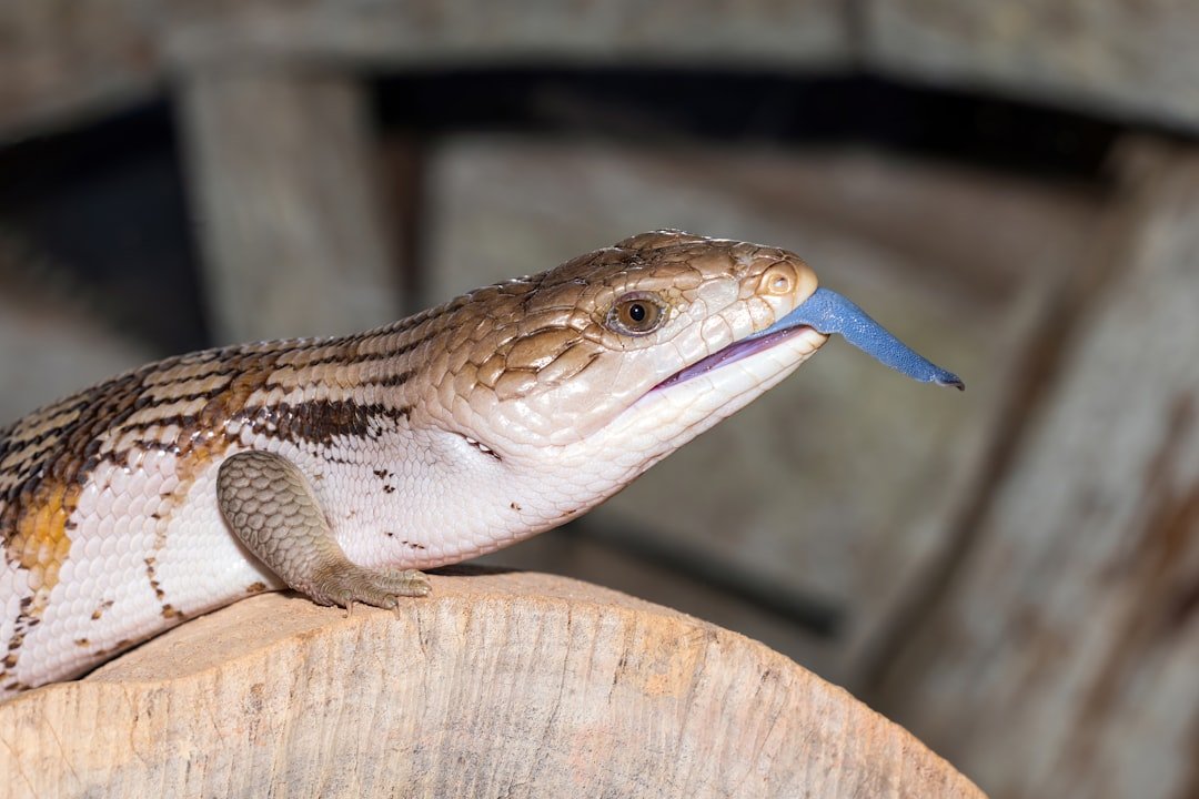 Scorpio (October 23 - November 21): The Mysterious Blue-Tongued Skink (image credits: unsplash)