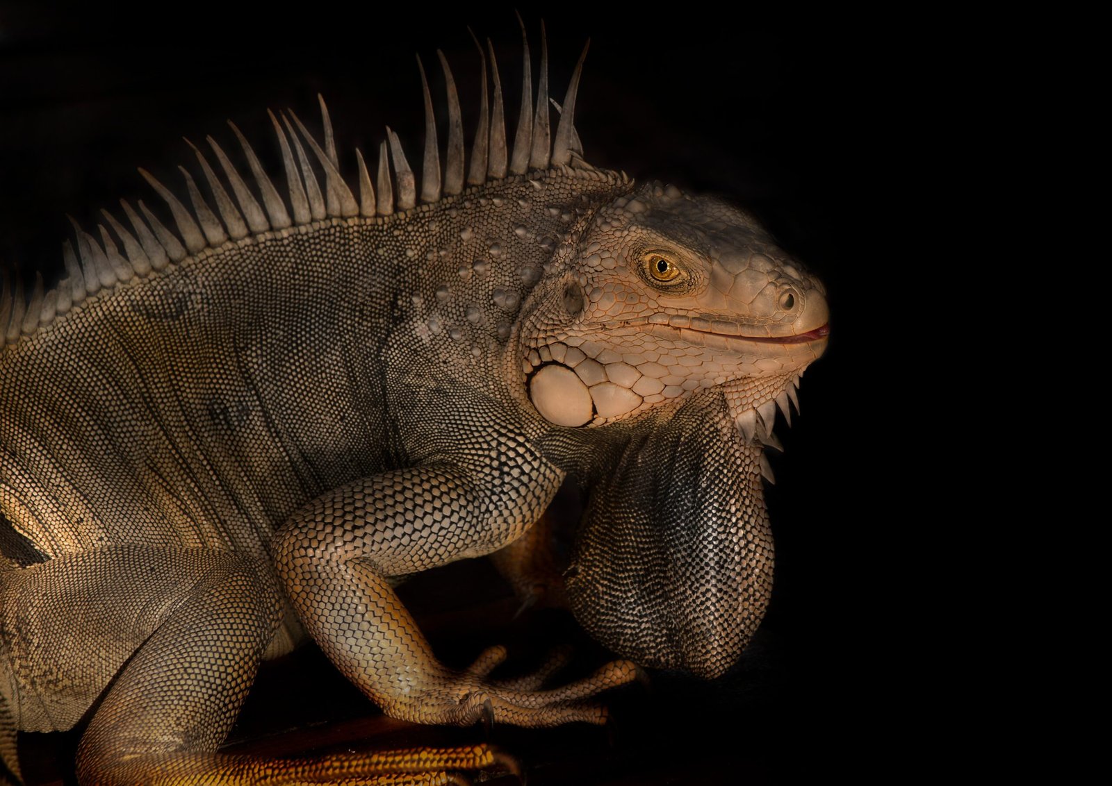 Sagittarius (November 22 - December 21): The Adventurous Iguana (image credits: wikimedia)