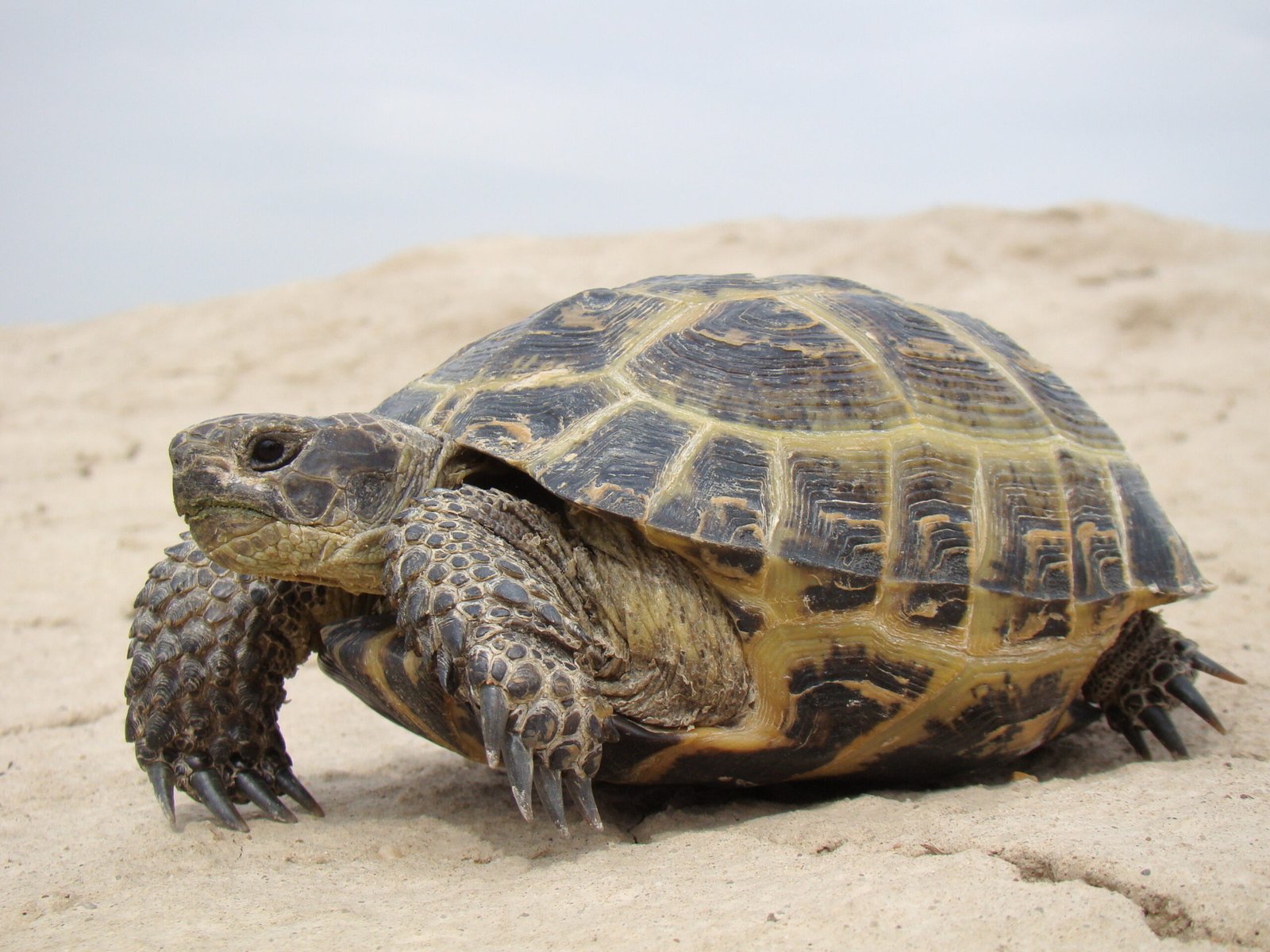 Capricorn (December 22 - January 19): The Determined Russian Tortoise (image credits: wikimedia)
