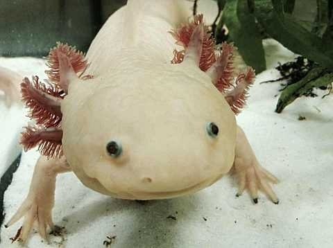 Aquarius (January 20 - February 18): The Unique Axolotl (image credits: wikimedia)