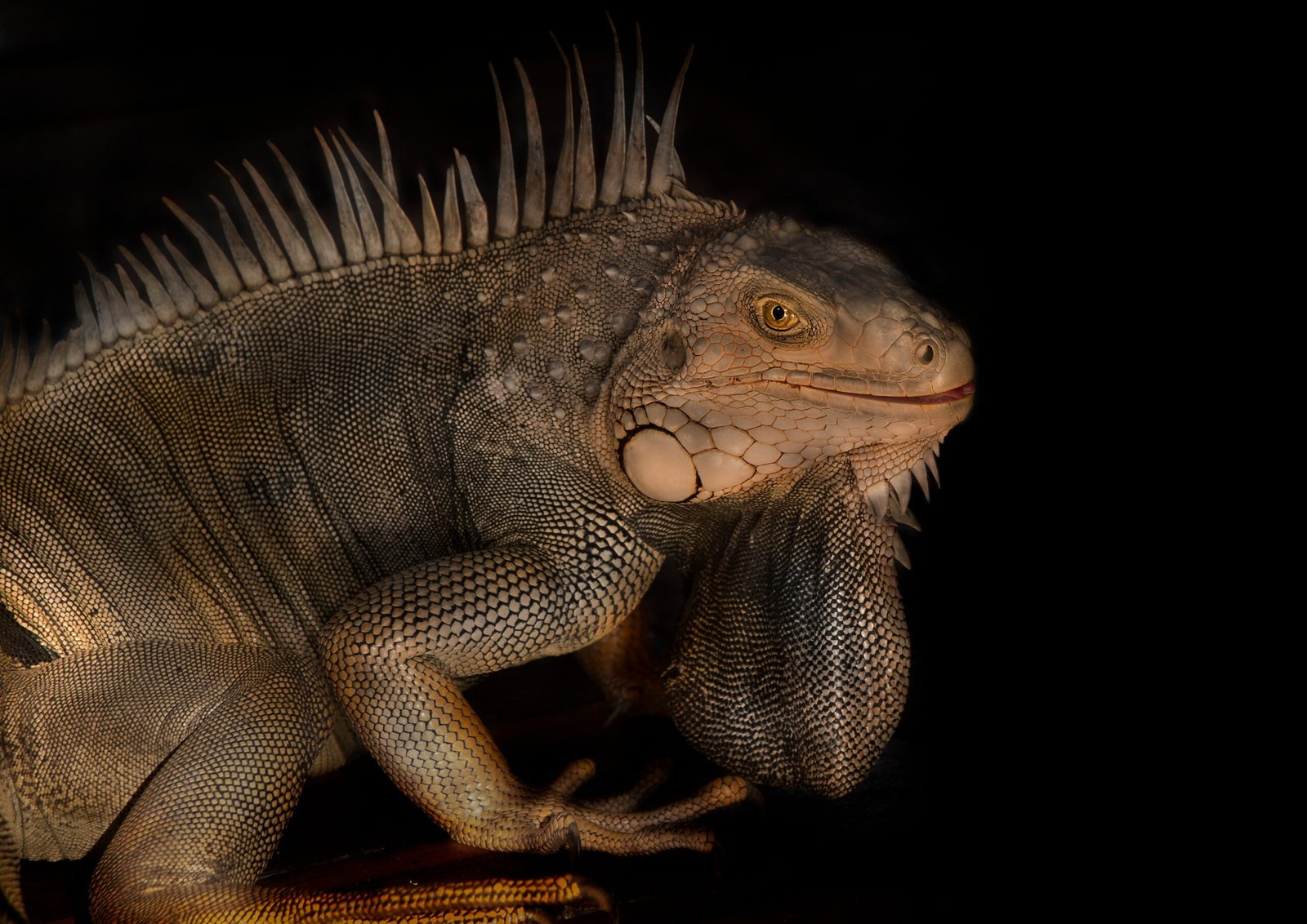 The Perfect Reptile Pet for Every Zodiac Sign