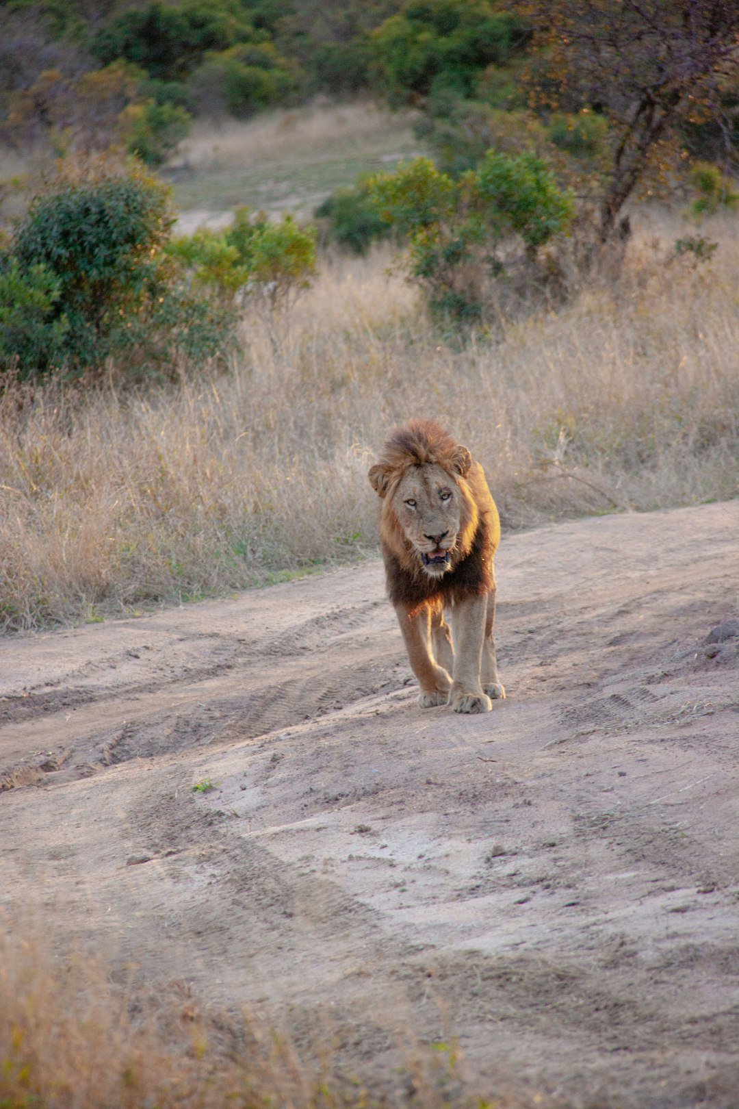 Gryffindor: Courage in the Wild (image credits: unsplash)