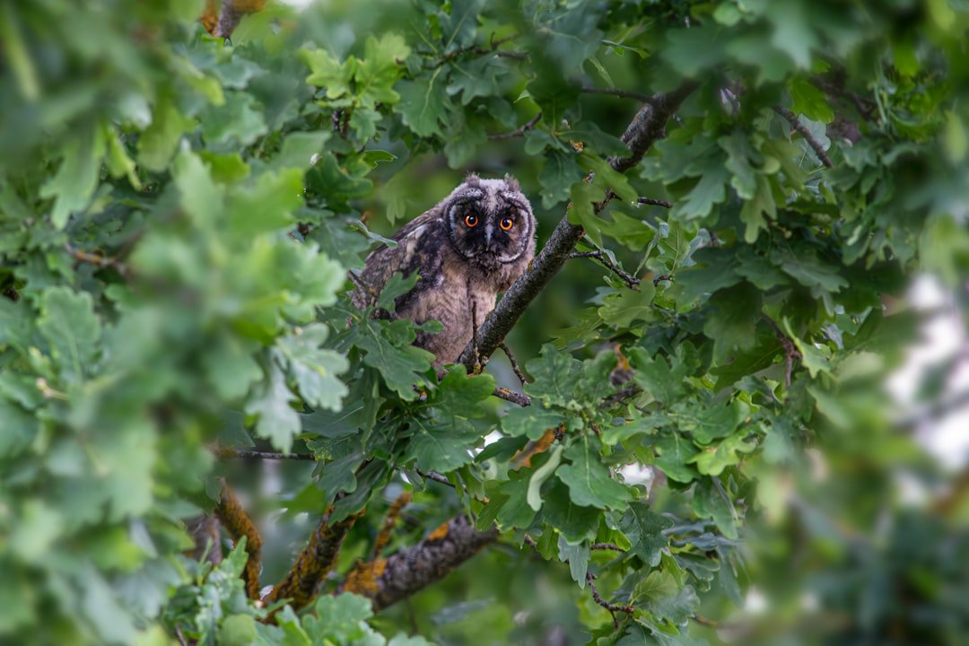 Ravenclaw: Curiosity in the Canopy (image credits: unsplash)
