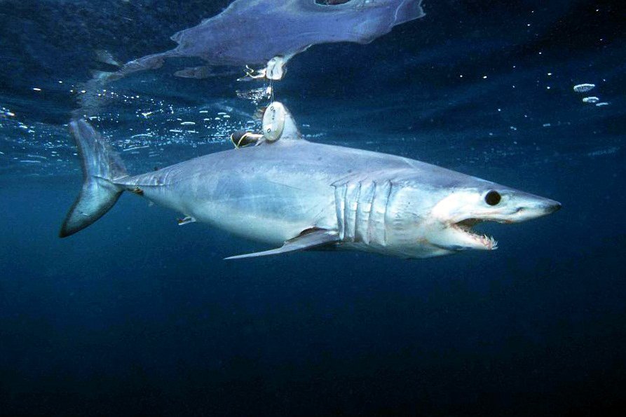 Aries - The Shortfin Mako Shark (image credits: wikimedia)
