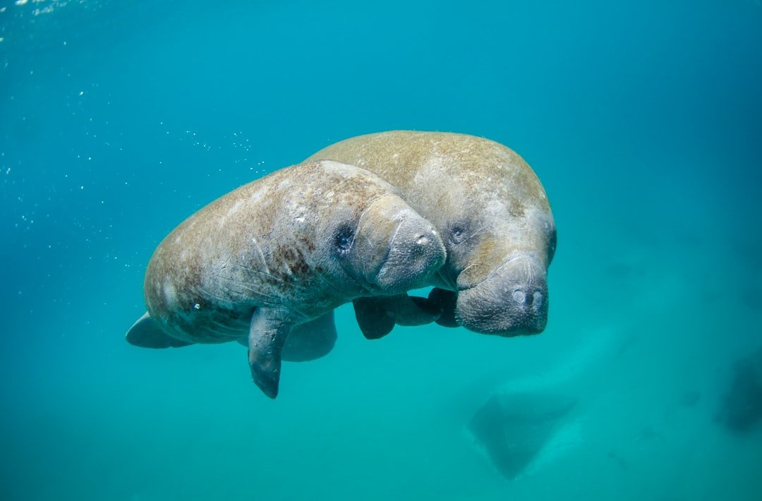 Taurus - The Manatee (image credits: unsplash)