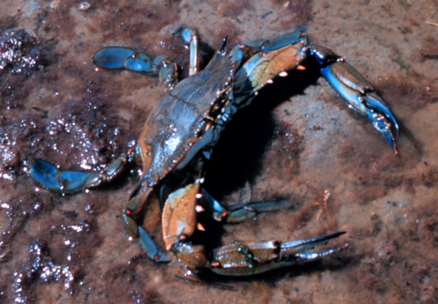 Cancer - The Blue Crab (image credits: wikimedia)