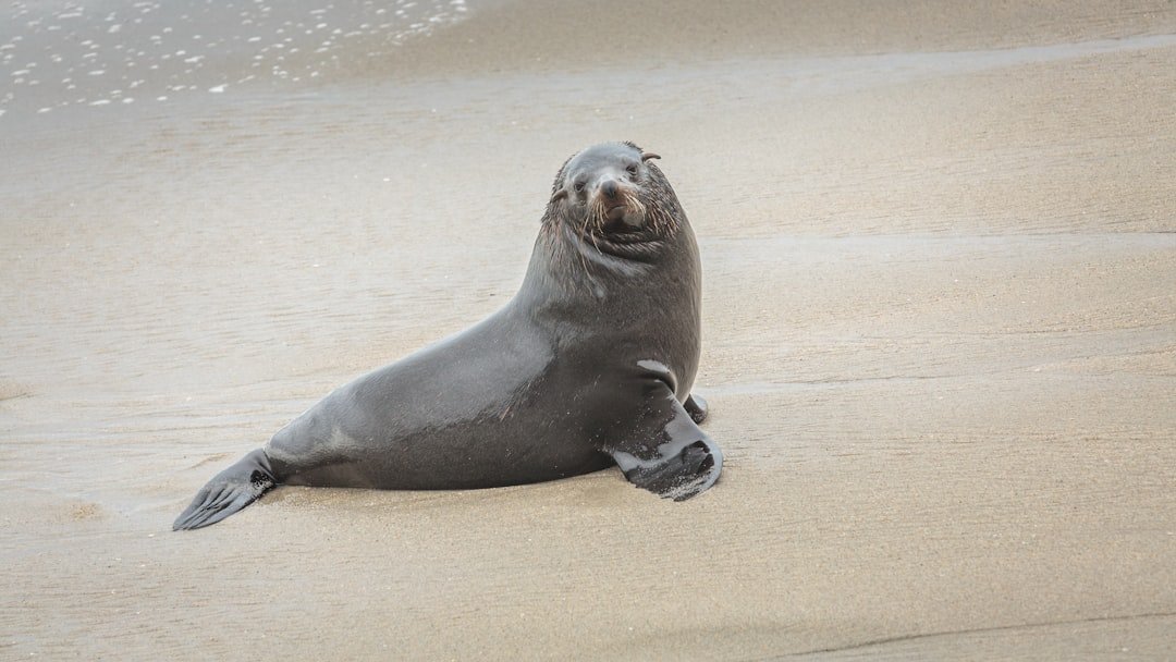 Leo - The California Sea Lion (image credits: unsplash)