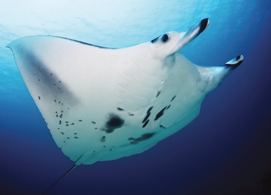 Libra - The Reef Manta Ray (image credits: wikimedia)